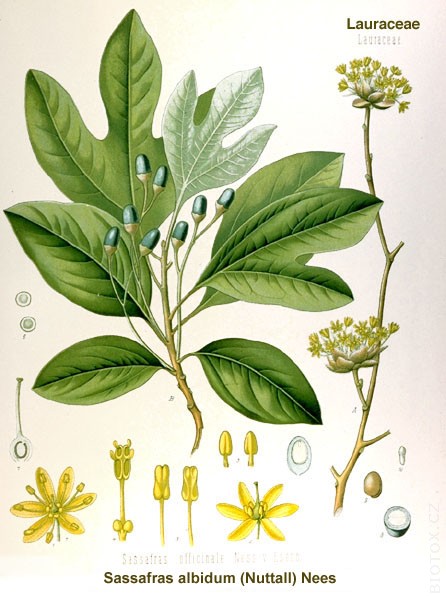 Sassafras albidum
