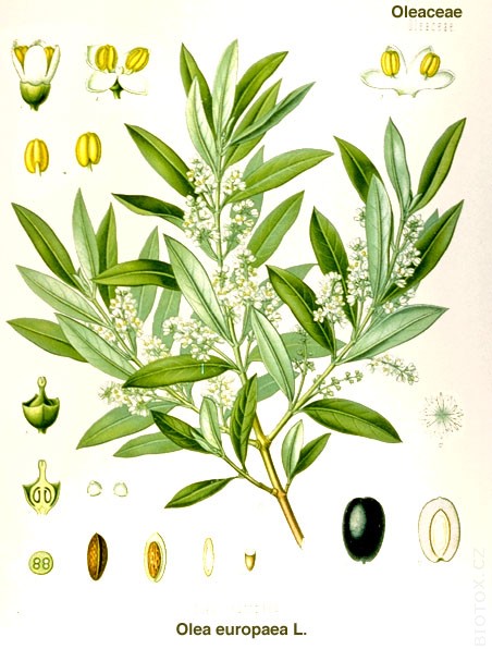 40 g de fenogreco Trigonella Foenum-Graecum-Fenugreek abono verde manure -Green 