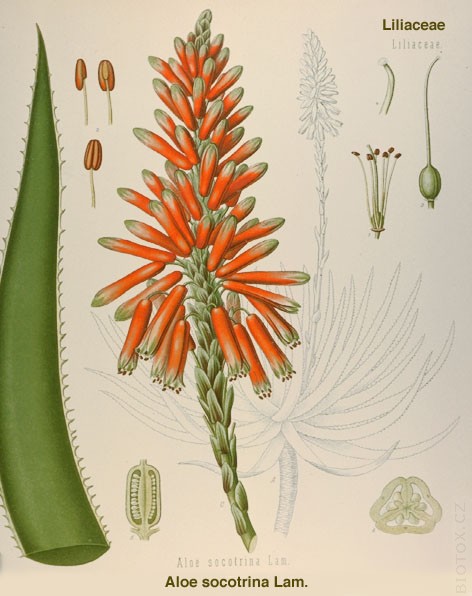 Aloe socotrina
