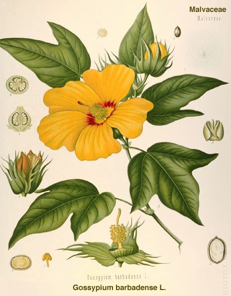 Gossypium barbadense
