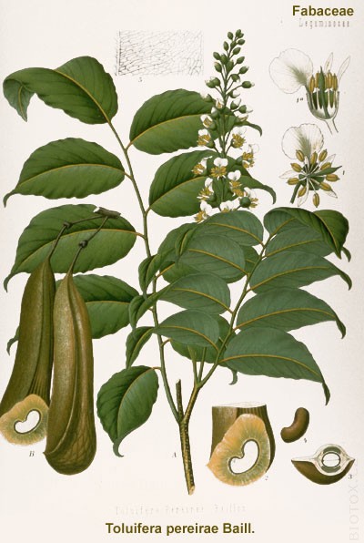 Myroxylon balsamum var. pareirae