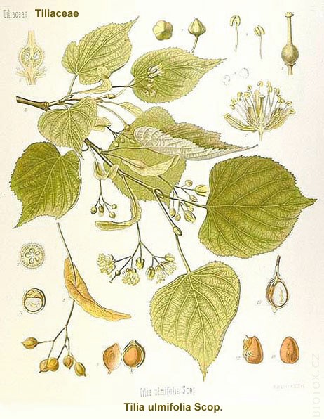 Tilia ulmifolia