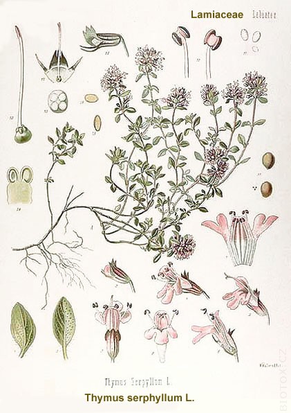 Thymus serphyllum