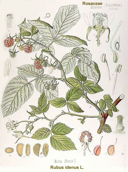 Rubus idenus