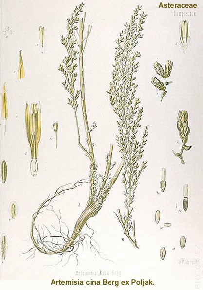 Artemisia cina