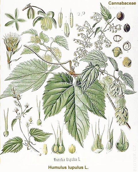 Humulus lupulus