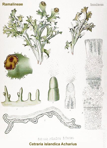 Cetraria islandica