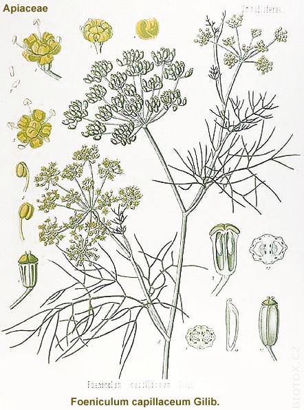 Foeniculum capillaceum