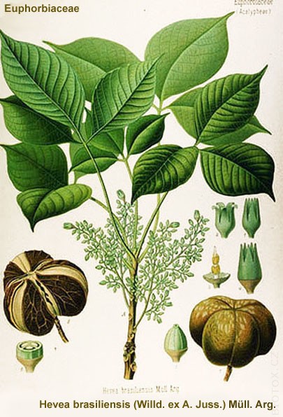 Hevea brasiliensis