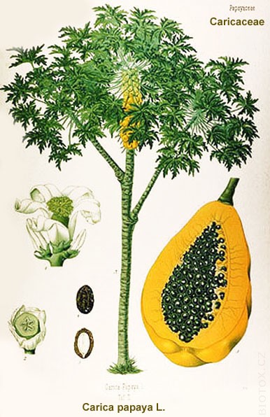 Carica papaya