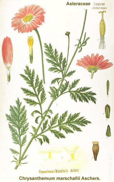 Chrysanthemum marschallii