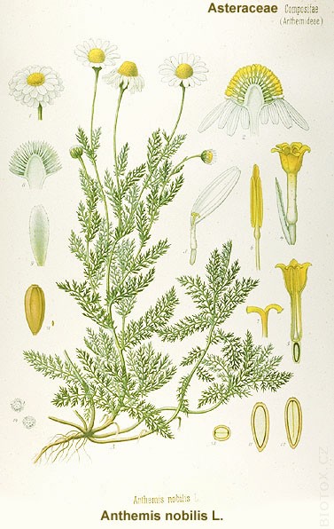 Chamaemelum nobile