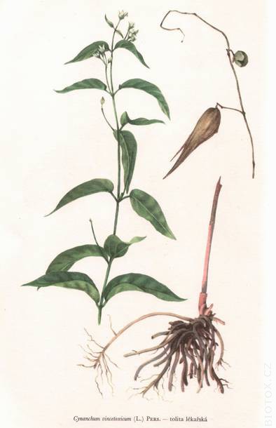 Cynanchum vincetoxicum