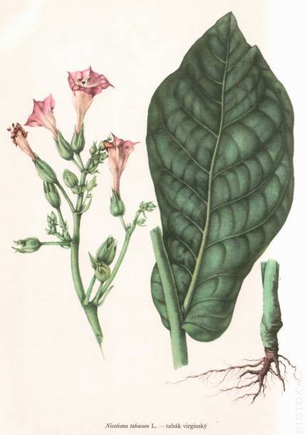 Nicotiana tabacum