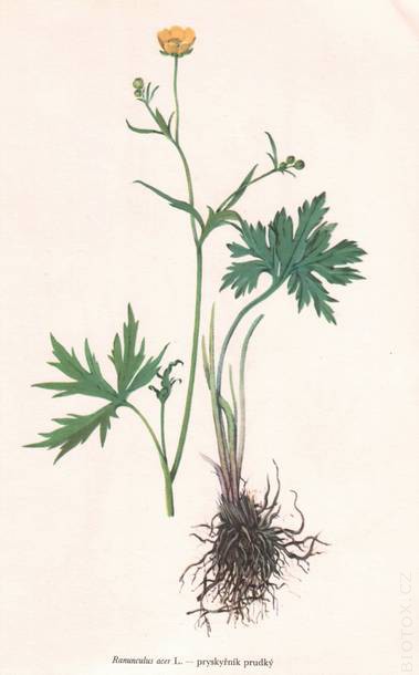 Ranunculus acer