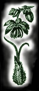 Kvt sam (nahoe) a sami (dole)