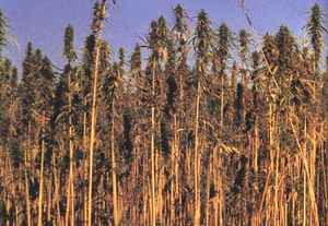 Vzrostlé technické konopí