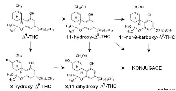 Metabolismus THC