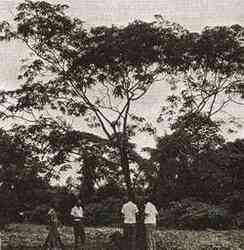 Anadenanthera peregrina