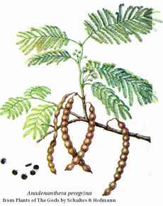 Anadenanthera peregrina
