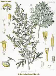 Artemisia absinthium