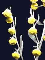 Artemisia absinthium - kvty