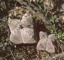 Astrophytum myriostigma