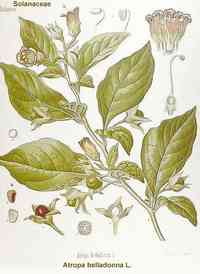 Atropa belladonna