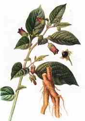 Atropa belladonna