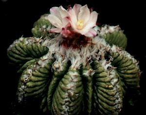 Aztekium ritteri - foto  Slavomr Dupal