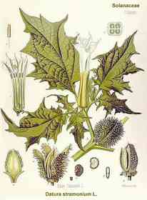 Datura stramonium