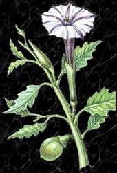 Datura ceratocaula