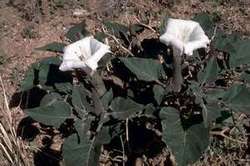 Datura inoxia