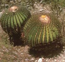 Echinocactus ingens