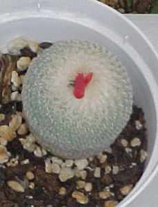 Epithelantha micromeris