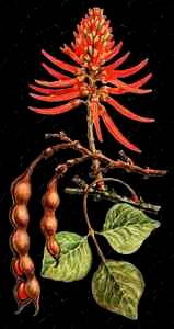 Erythrina coralloides