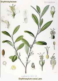 Kokainovn�k prav�