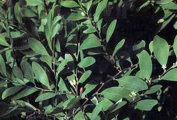 Kokainovn�k prav�