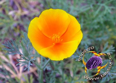 Eschlotzia californica