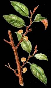 Galbulimima belgraveana
