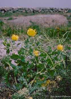 Glaucium flavum