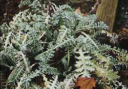 Glaucium flavum - rice pzeminch list