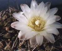 Gymnocalycium gibbosum