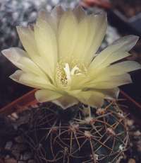 Gymnocalycium leeanum