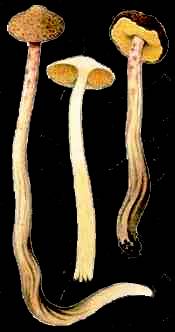 Heimiella angrieformis