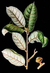 Helicostylis pedunculata