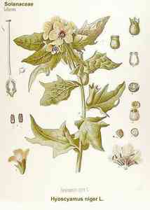 Hyoscyamus niger