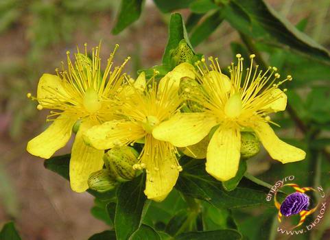 Třezalka tečkovaná