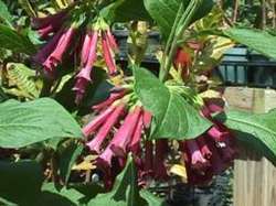 Iochroma fuchsioides