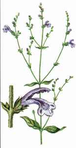 Justicia pectoralis var. stenophylla